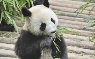 日本人为什么把中国熊猫养死了