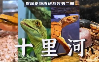 十陵镇宠物市场概况