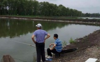 鱼塘养鱼赚钱
