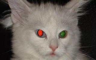 猫眼睛发光是怎么回事