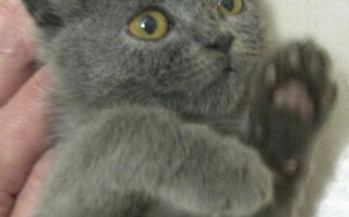 俄罗斯猫的品种
