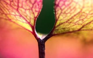 多肉植物介绍百科大全，探索绿色小宇宙的奥秘