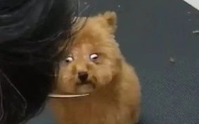 西安宠物寄养中心