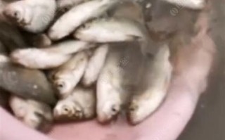 野钓鲫鱼不开口怎么办