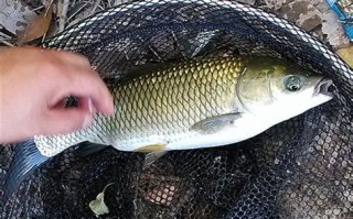 肥水塘钓鲤鱼用什么饵料最好