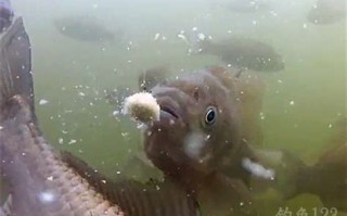 钓鲫鱼视频教学视频