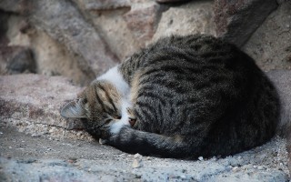 猫的百科，图片中的神秘世界