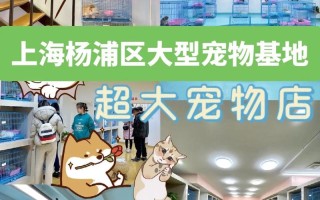 宠物的教程