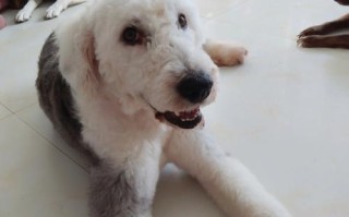 古牧犬好养吗?
