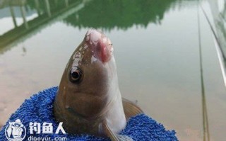 1.选择合适的鸡肝