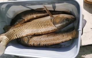 钓5斤草鱼用几号钩