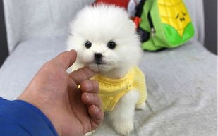 博美犬图片