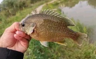 太阳鱼钓法及饵料搭配
