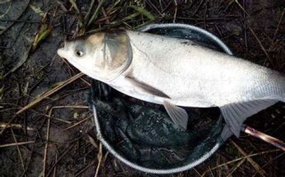 湖泊钓鲢鳙钓多深