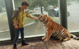 宠物饲养员需要什么要求