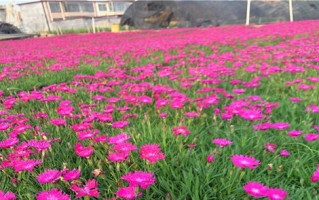 牵牛花苗怎么种植方法