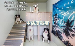 空间宠物游戏