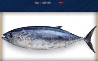 钓巨型蓝鳍金枪鱼的视频
