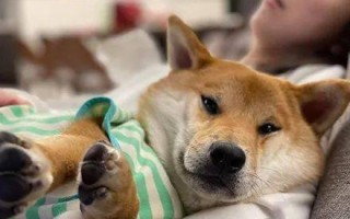 认识国宝——中国阿貘