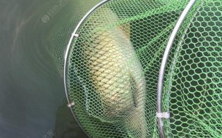 俯河郊野公园垂钓指南