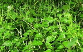 荜拨中药别名叫什么