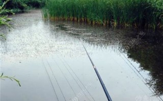 水库钓鲫鱼视频大全高清
