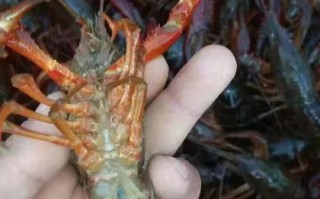 河南小龙虾养殖培训基地