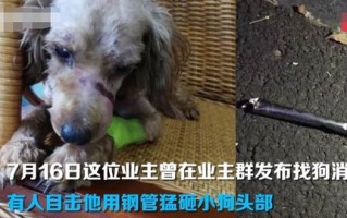 泰迪熊袭击