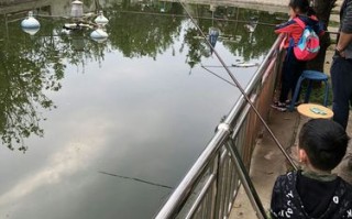 五亩鱼塘一年可以挣多少钱