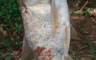 钓大头鱼怎么钓漂