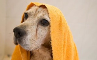 宠物店第一次给猫洗澡多少钱