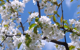 探索贵州平坝樱花之春，2021年盛开的季节