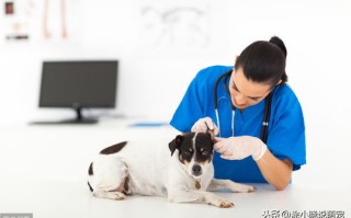 宠物疾病预防措施