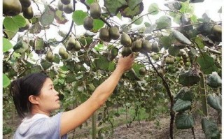 垂钓采摘休闲农场规划设计