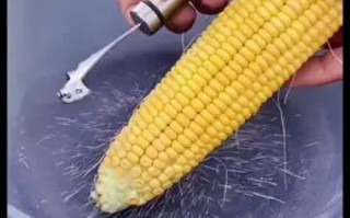 用玉米钓鱼怎么钓