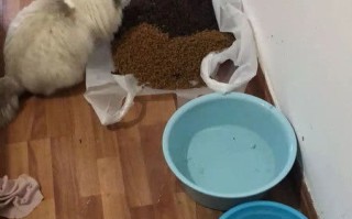 武汉有没有卖宠物的地方