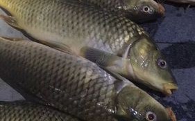 钓鲈鱼用什么饲料