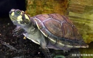 选择适合养作宠物的龟类