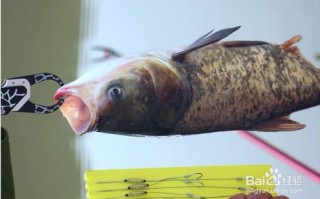 手竿钓鲢鳙如何加铅坠
