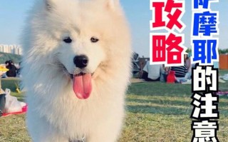 不得养宠物