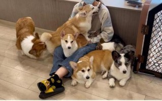 狗狗去宠物店会不会被传染