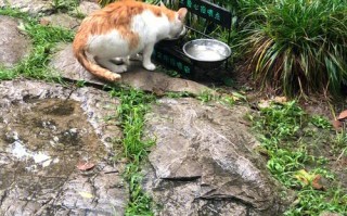 慈水园流浪宠物