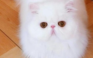 宠物主题图片