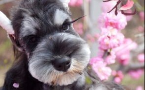 雪纳瑞大型犬图片
