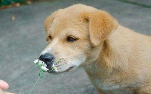 认主人的宠物蜥蜴知乎