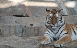 猫，优雅捕猎者的生活指南