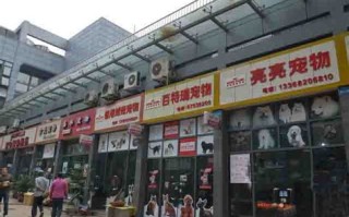 宿州宠物狗市场在哪里呀