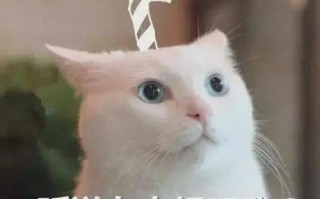 养宠物猫的利润