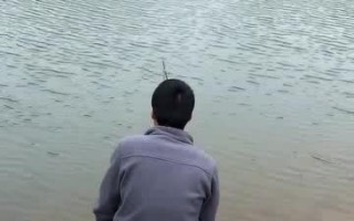 江西水库适合养什么鱼