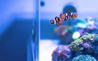 小丑鱼好养吗视频